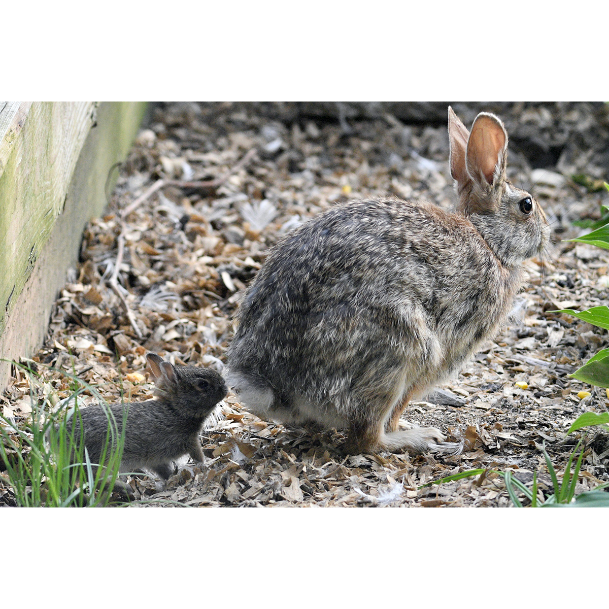 Флоридский кролик (Sylvilagus floridanus) Фото №9
