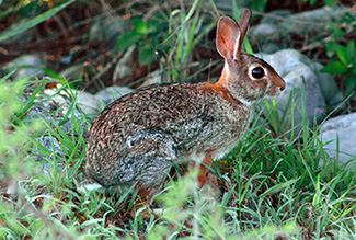 Sylvilagus floridanus chapmani