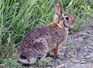 Sylvilagus floridanus floridanus
