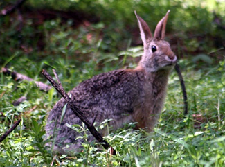 Sylvilagus floridanus holzneri