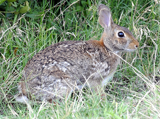Sylvilagus floridanus mallurus