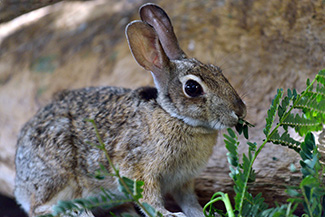 Sylvilagus floridanus nigronuchalis