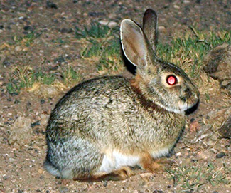 Sylvilagus floridanus orizabae