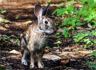 Sylvilagus floridanus yucatanicus
