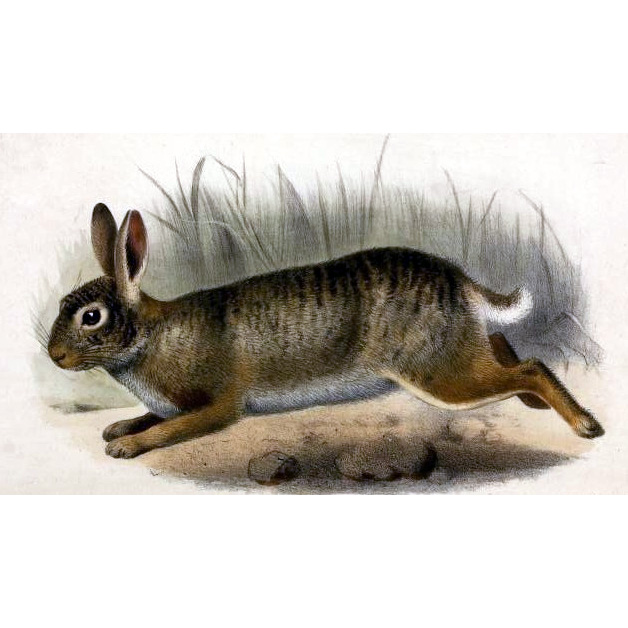 Амильтемский кролик (Sylvilagus insonus) Фото №3