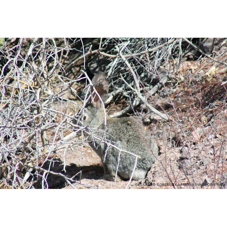 Щетинистый кролик (Sylvilagus mansuetus) Фото №2