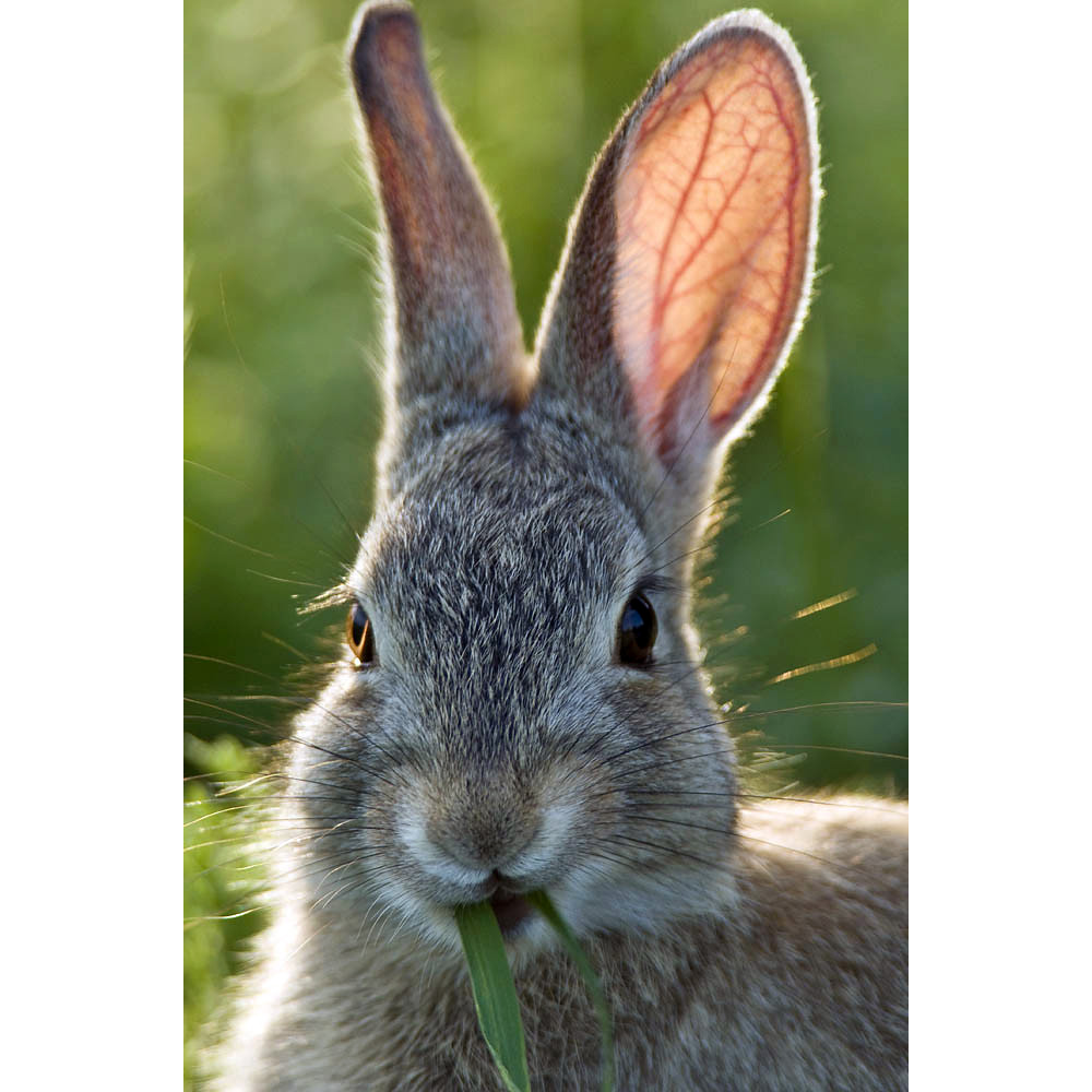 Кролик Нутталла (Sylvilagus nuttallii) Фото №10