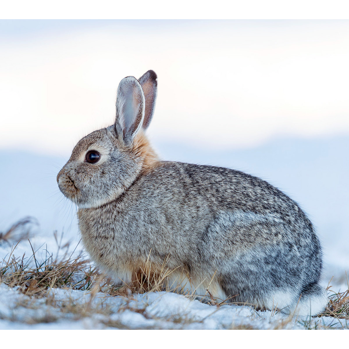Кролик Нутталла (Sylvilagus nuttallii) Фото №2