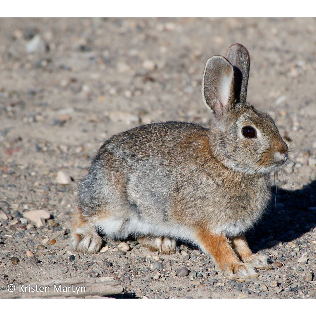 Кролик Нутталла (Sylvilagus nuttallii) Фото №3