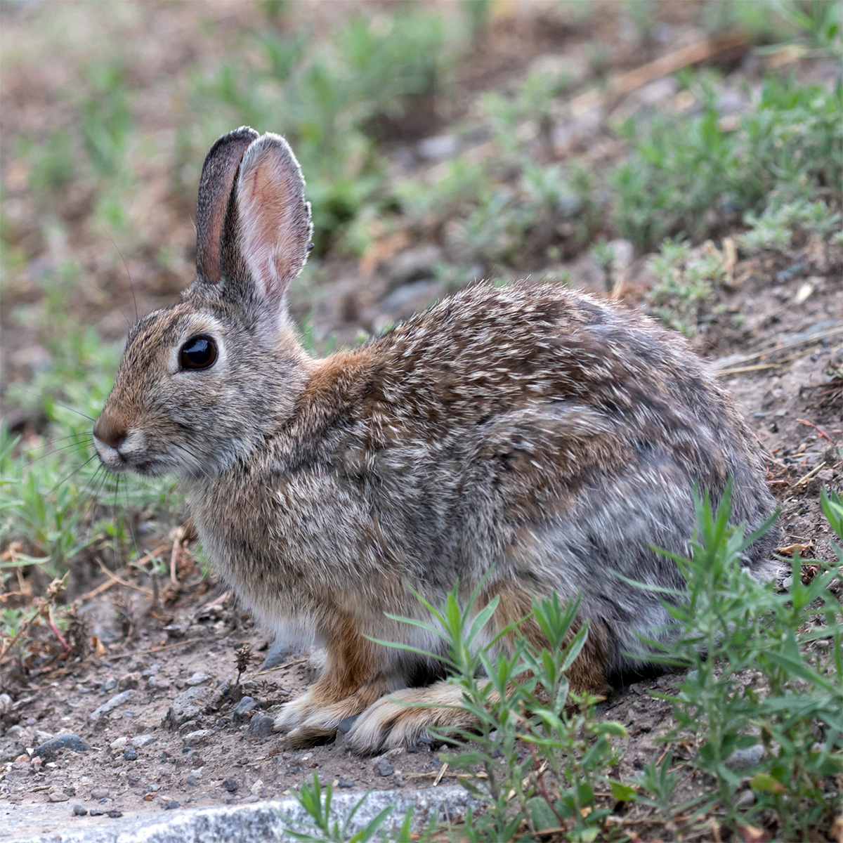 Кролик Нутталла (Sylvilagus nuttallii) Фото №4