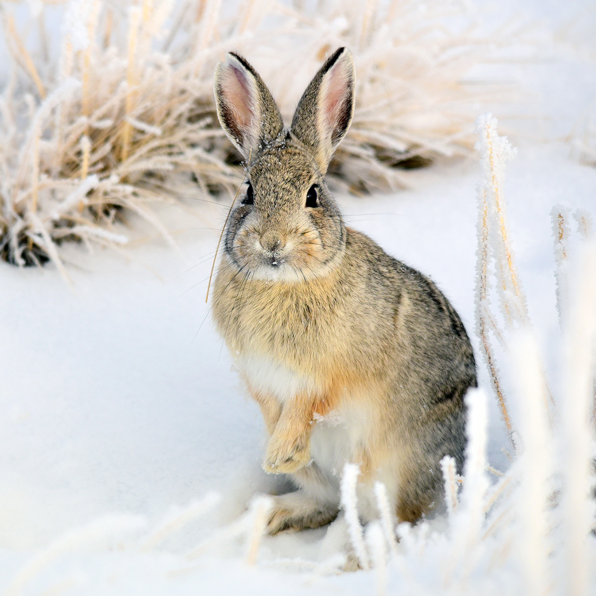 Кролик Нутталла (Sylvilagus nuttallii) Фото №5