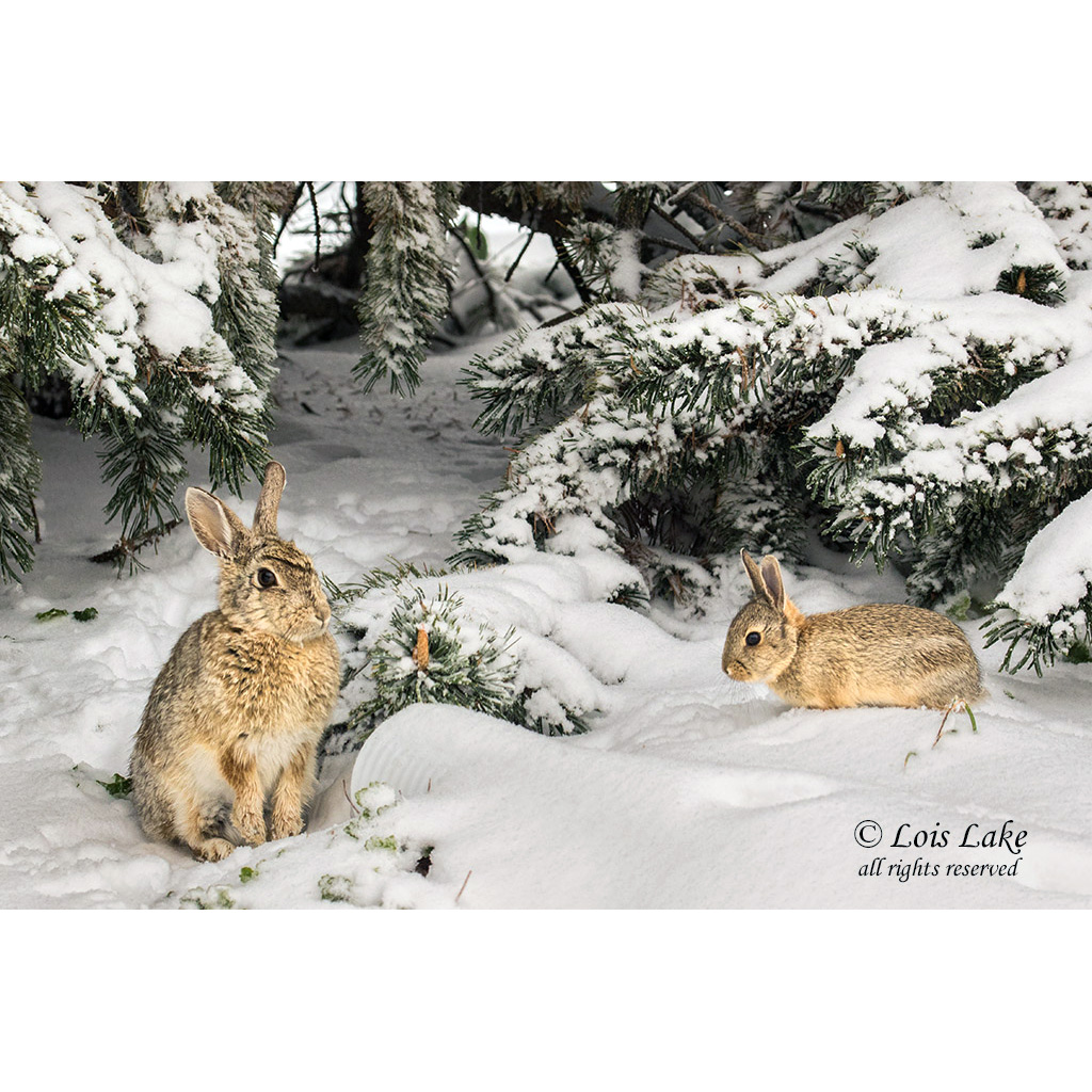 Кролик Нутталла (Sylvilagus nuttallii) Фото №7