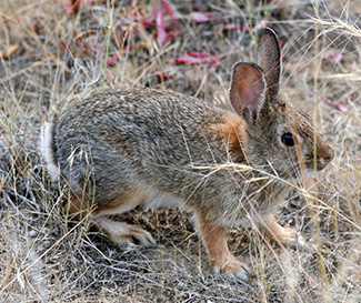 Sylvilagus nuttallii nuttallii