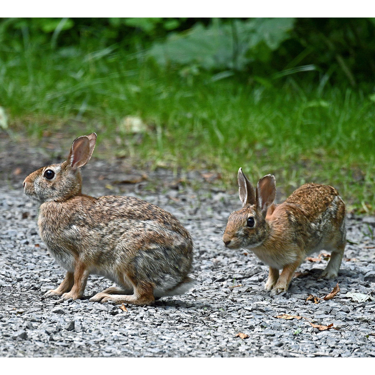 Аппалачский кролик (Sylvilagus obscurus) Фото №7