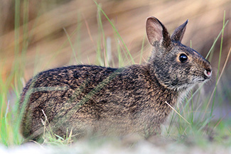 Sylvilagus palustris hefneri