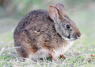 Sylvilagus palustris paludicola