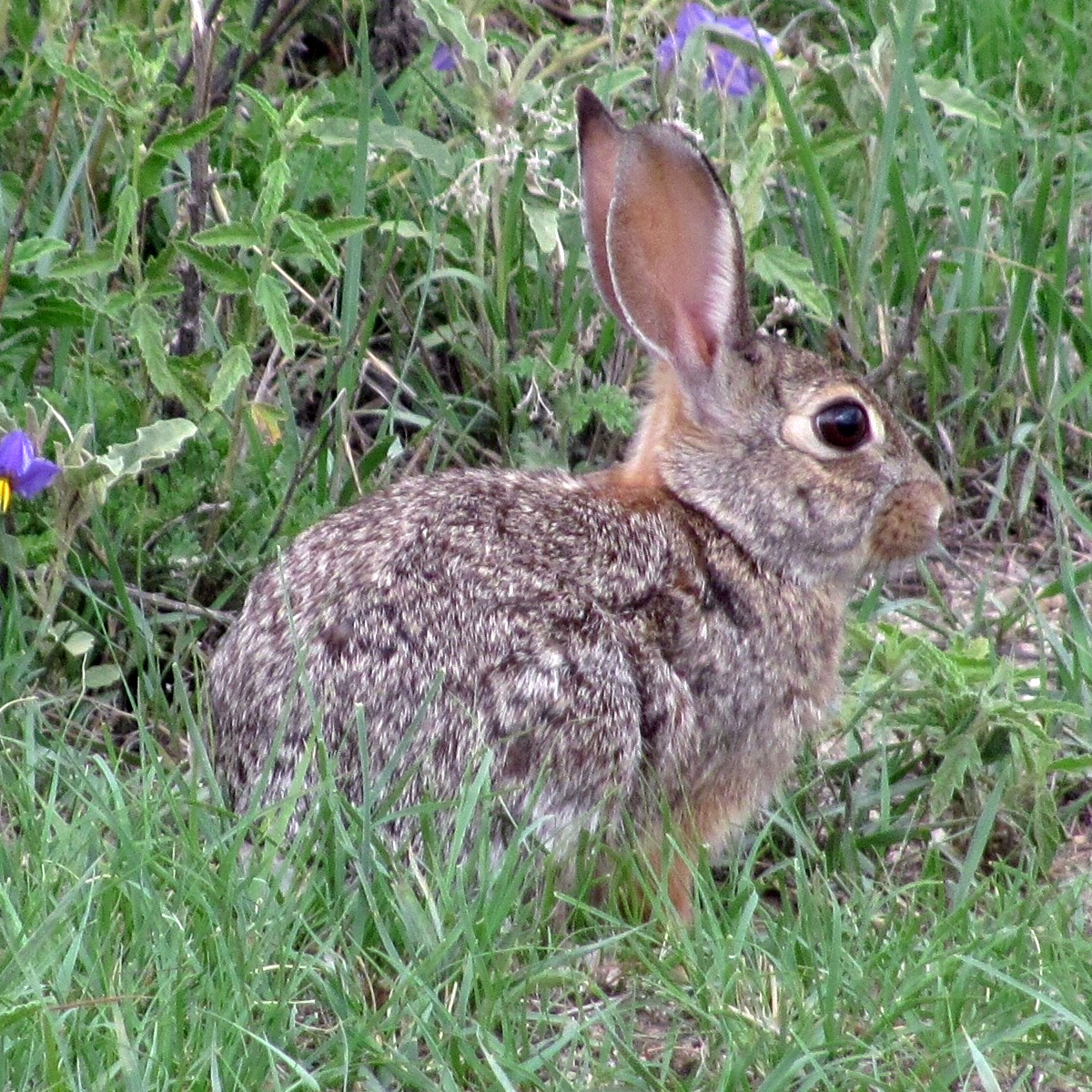Robust Cottontail (Sylvilagus robustus) Фото №10