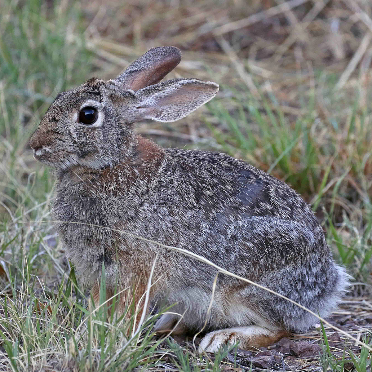 Robust Cottontail (Sylvilagus robustus) Фото №2