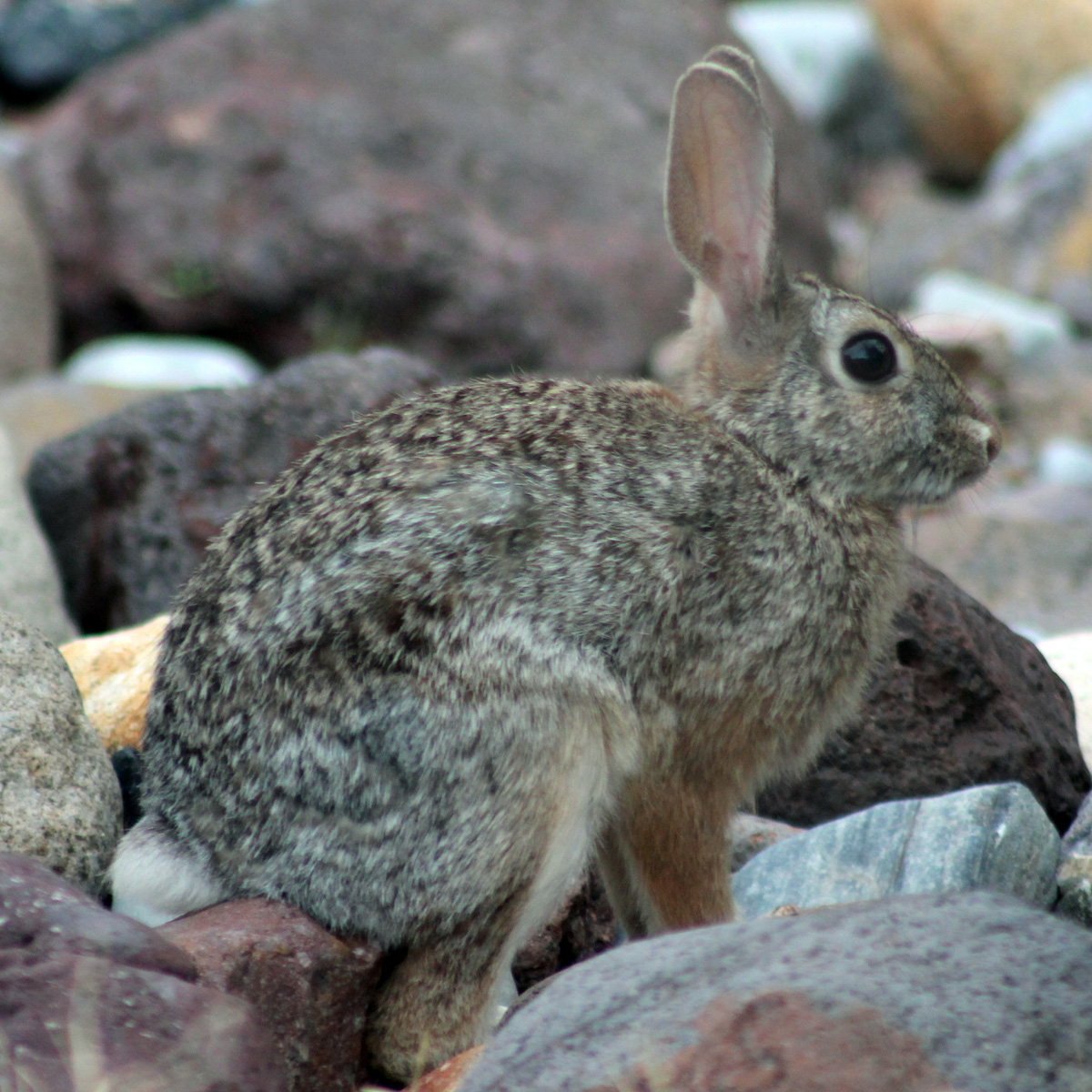Robust Cottontail (Sylvilagus robustus) Фото №3