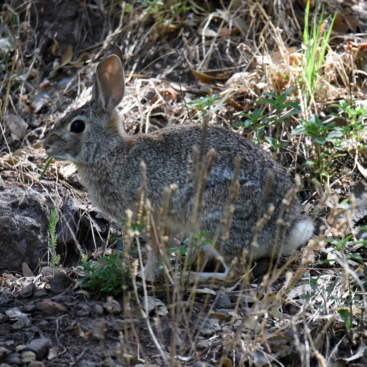 Robust Cottontail (Sylvilagus robustus) Фото №4