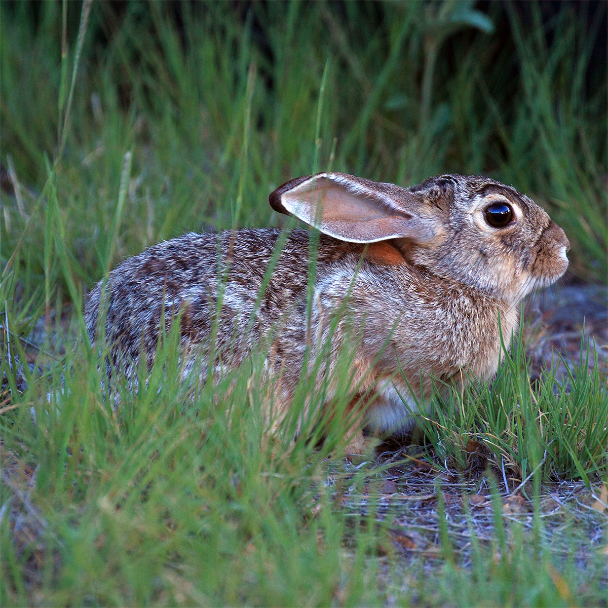Robust Cottontail (Sylvilagus robustus) Фото №5