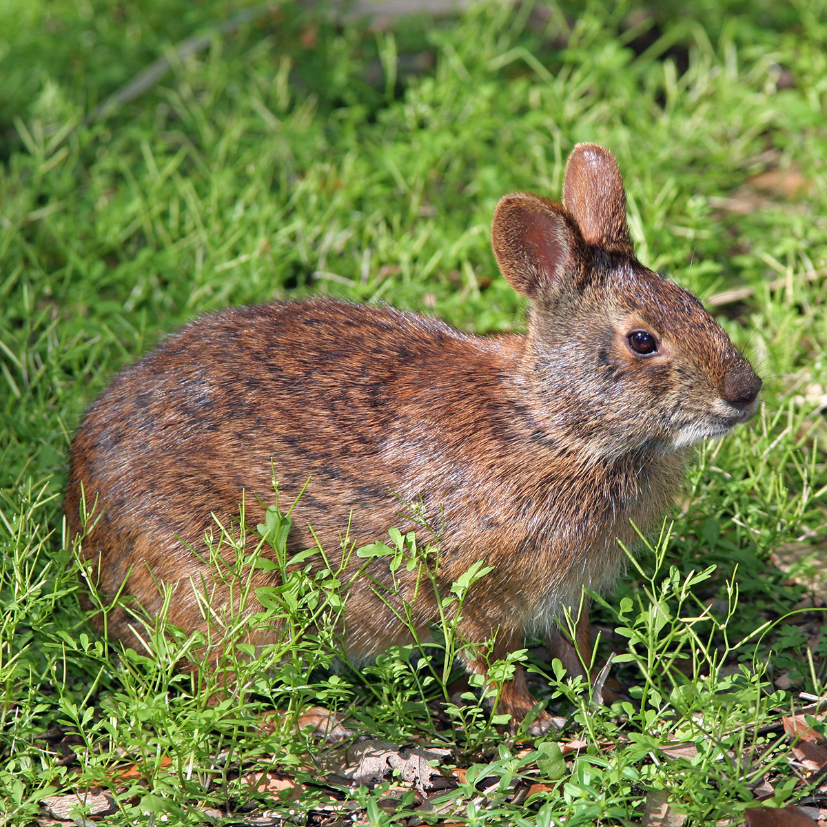 Robust Cottontail (Sylvilagus robustus) Фото №6