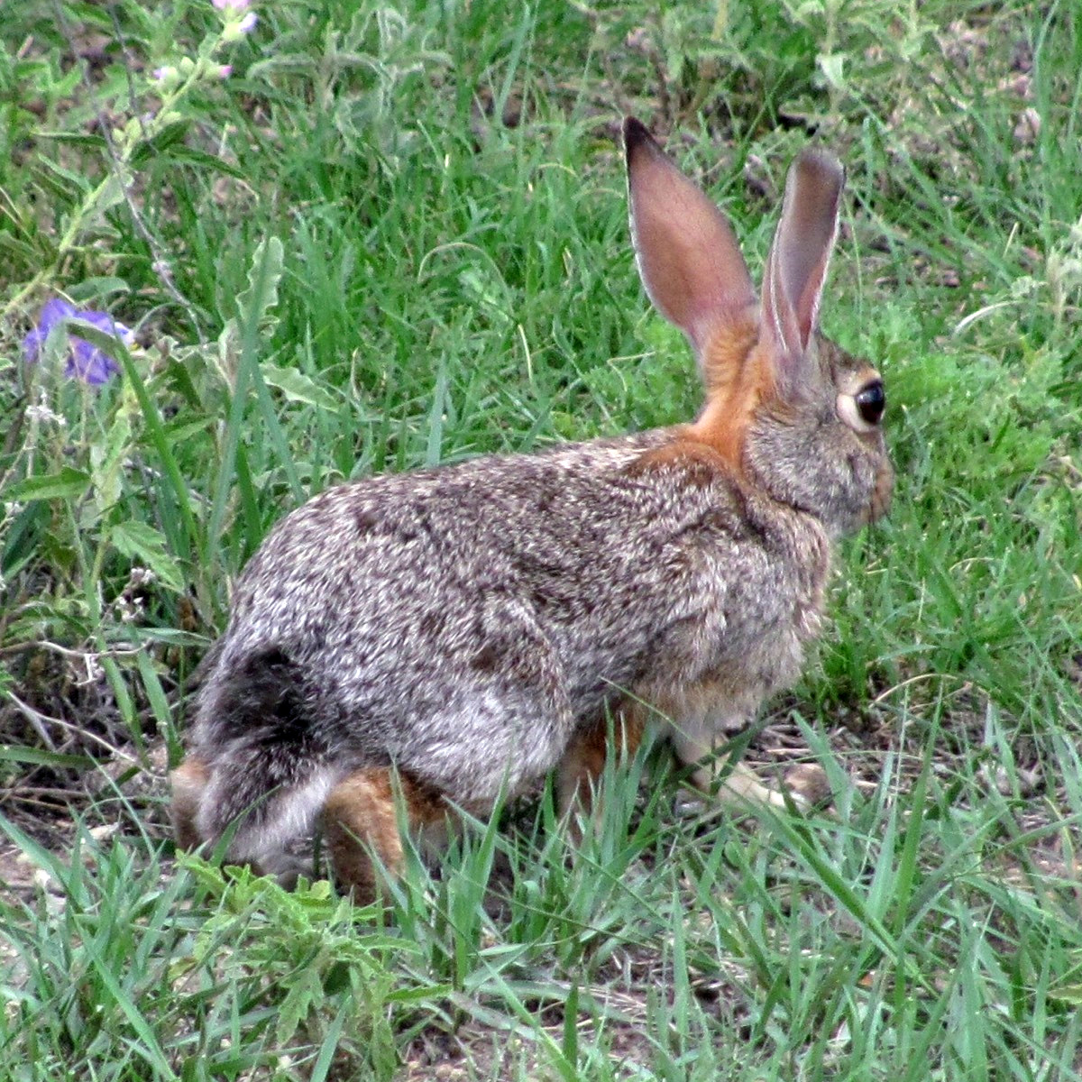 Robust Cottontail (Sylvilagus robustus) Фото №7