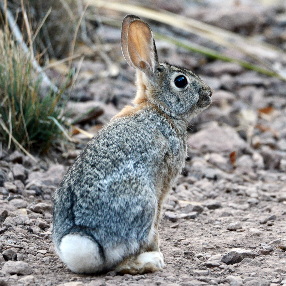 Robust Cottontail (Sylvilagus robustus) Фото №8