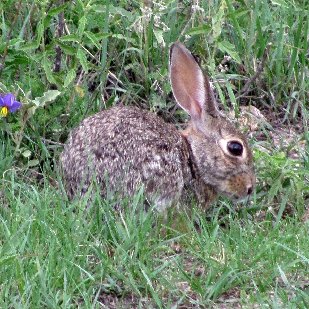 Robust Cottontail (Sylvilagus robustus) Фото №9