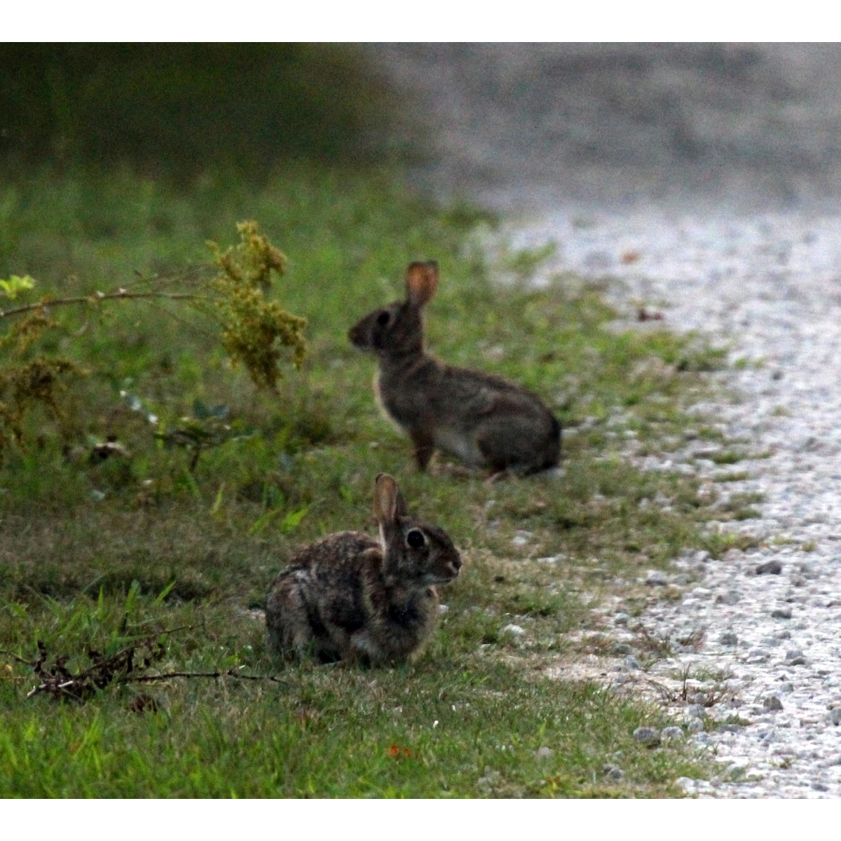 Новоанглийский кролик (Sylvilagus transitionalis) Фото №7