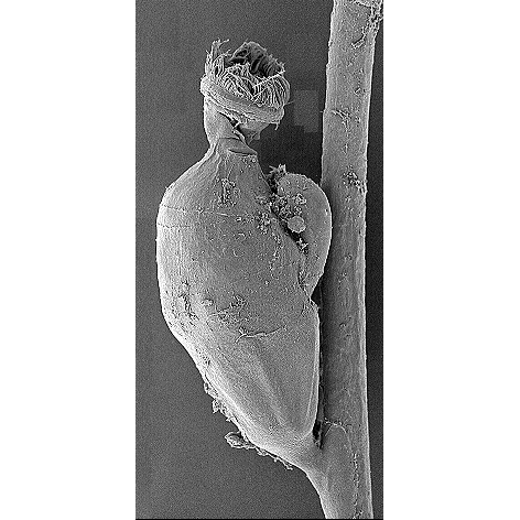 Семейство Symbiidae  фото