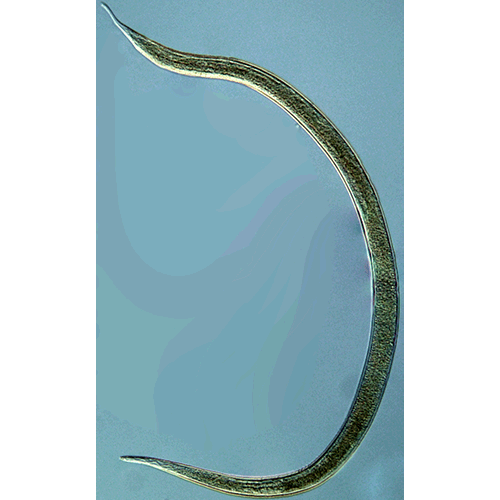 Семейство Symplocostomatidae  фото