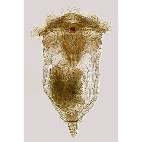 Семейство Synchaetidae  фото