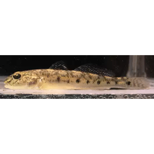 Род Synechogobius фото
