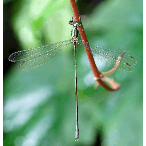 Семейство Synlestidae фото