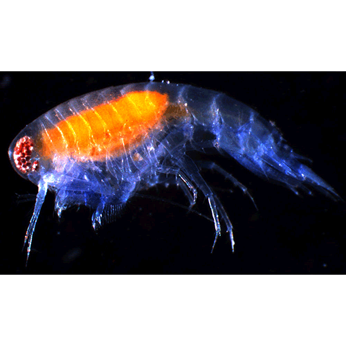 Семейство Synopiidae фото