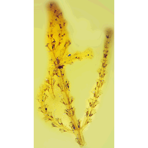 Семейство Syntheciidae  фото