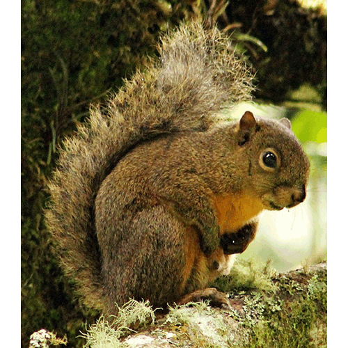 Род Syntheosciurus  фото