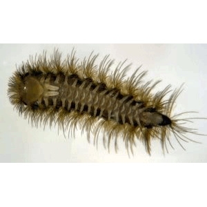 Семейство Synxenidae фото
