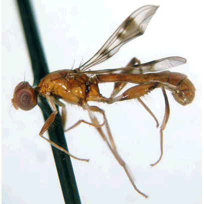 Семейство Syringogastridae фото