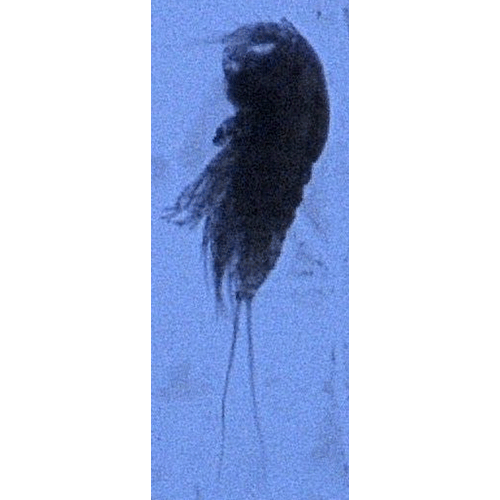 Семейство Tachidiidae фото