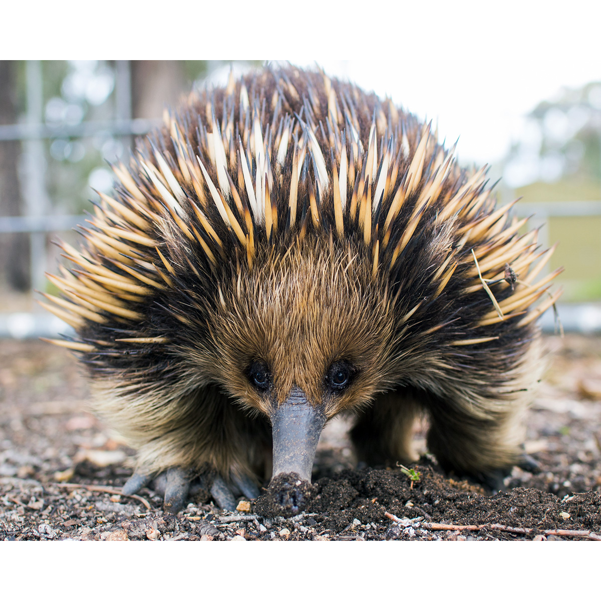 Австралийская ехидна (Tachyglossus aculeatus) Фото №10