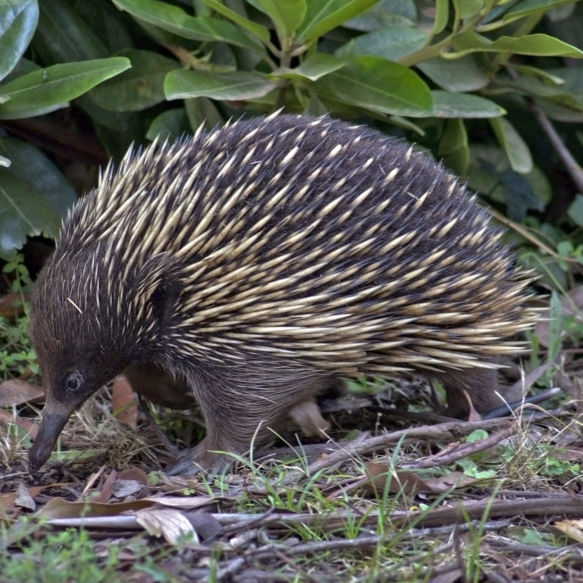Австралийская ехидна (Tachyglossus aculeatus) Фото №2