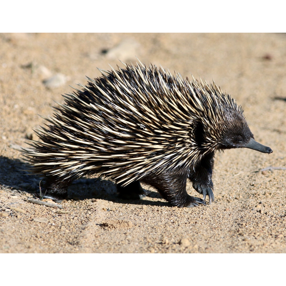 Австралийская ехидна (Tachyglossus aculeatus) Фото №3
