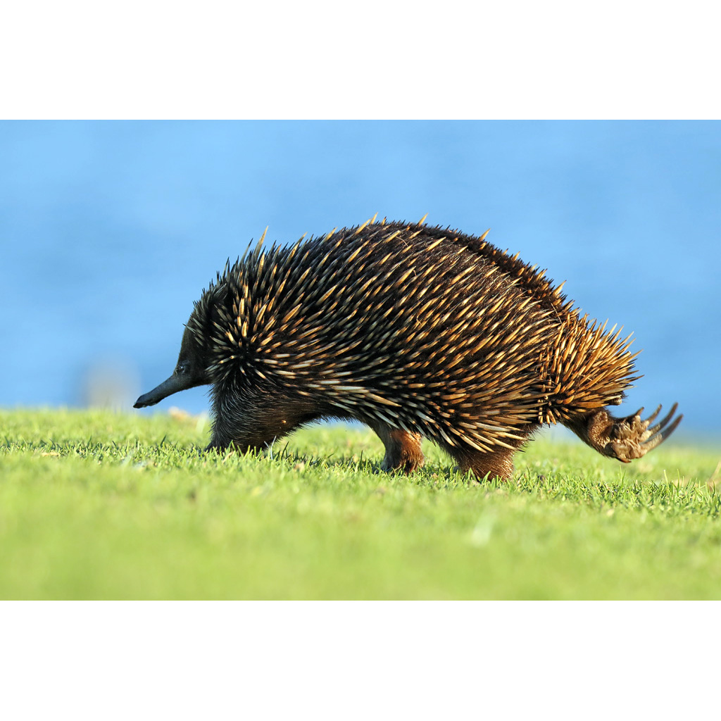 Австралийская ехидна (Tachyglossus aculeatus) Фото №4