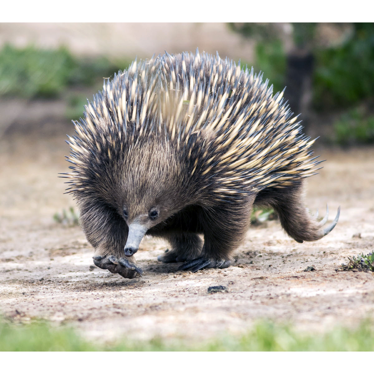 Австралийская ехидна (Tachyglossus aculeatus) Фото №5