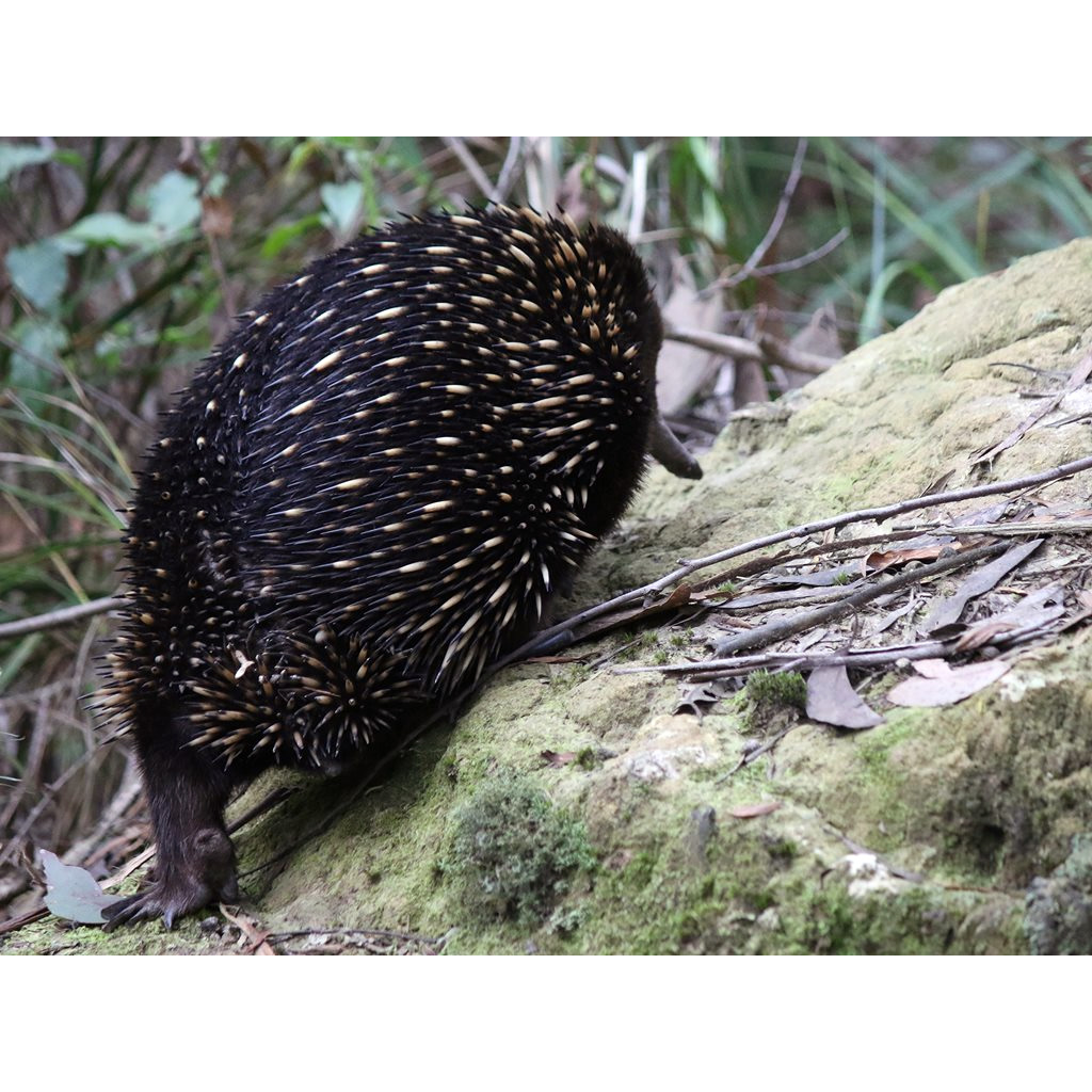 Австралийская ехидна (Tachyglossus aculeatus) Фото №6