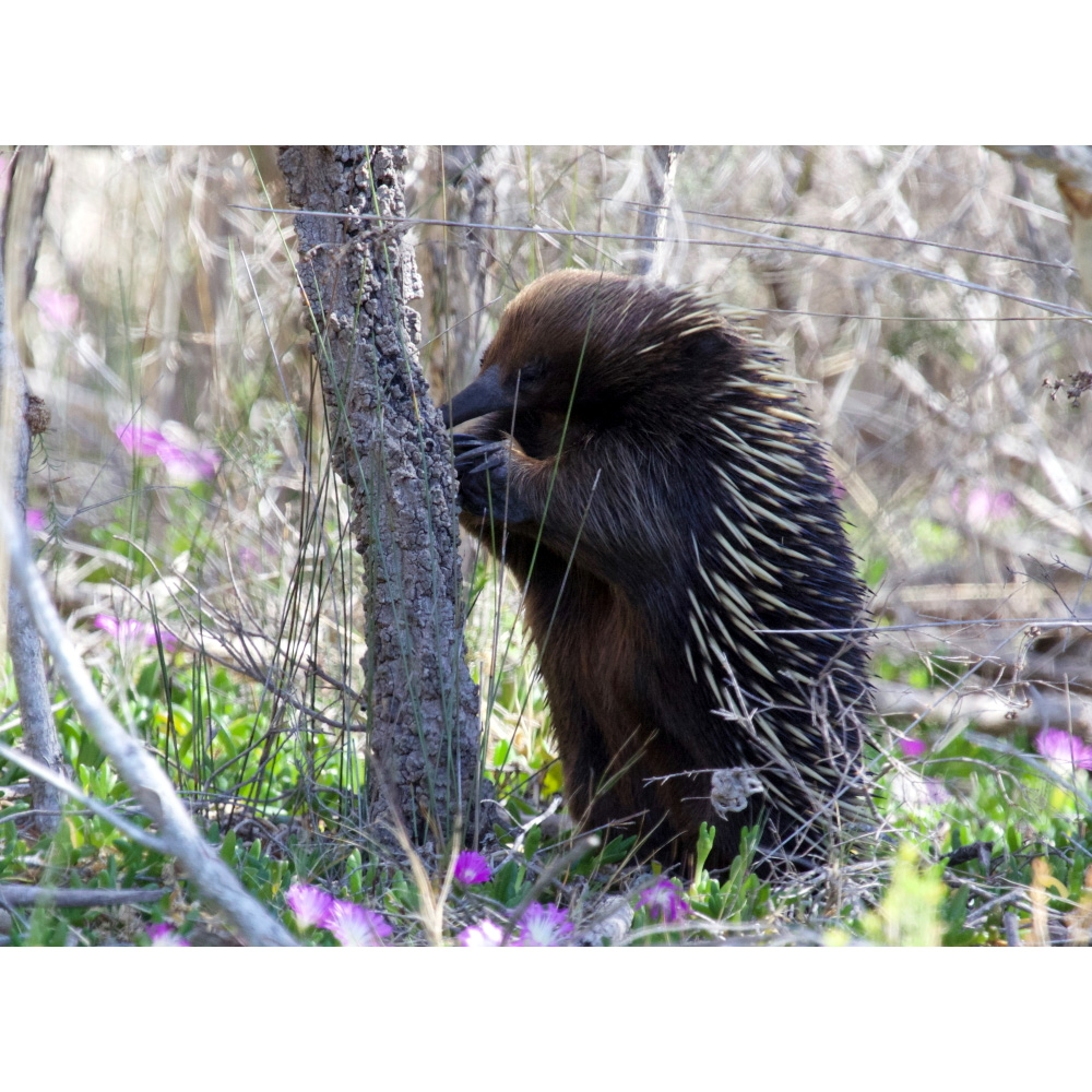 Австралийская ехидна (Tachyglossus aculeatus) Фото №7
