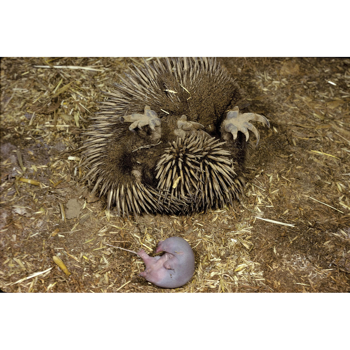 Австралийская ехидна (Tachyglossus aculeatus) Фото №8
