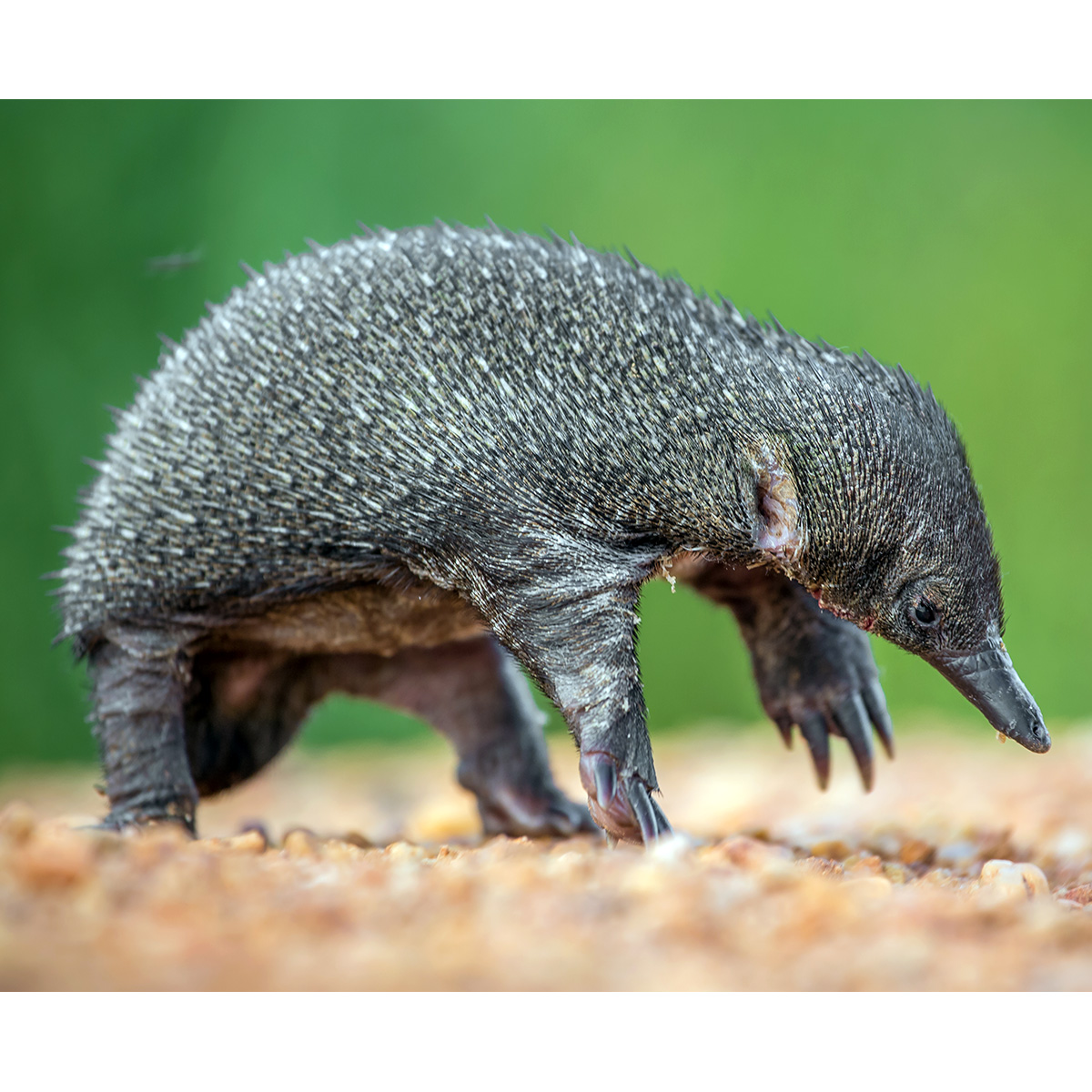 Австралийская ехидна (Tachyglossus aculeatus) Фото №9